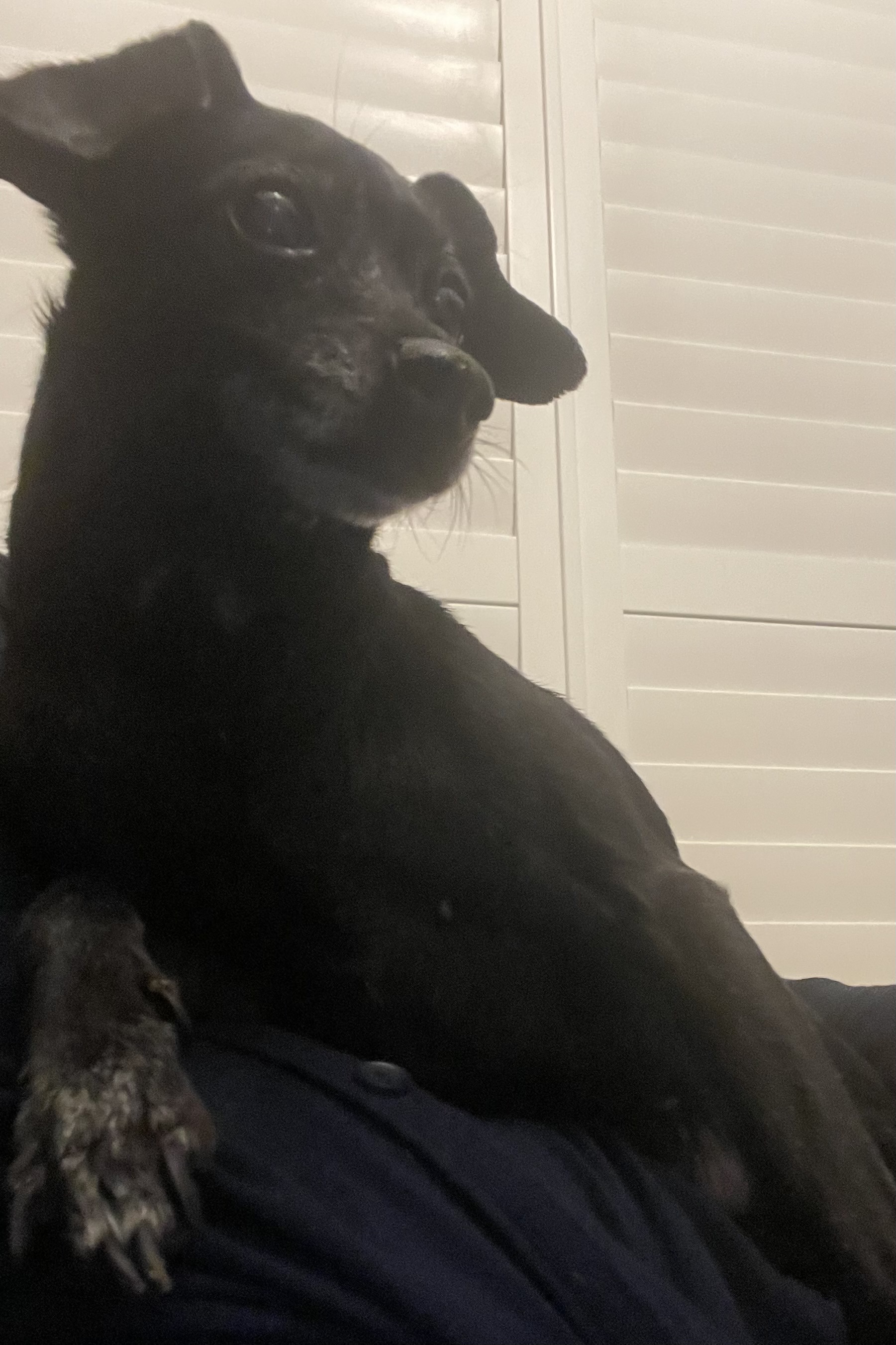 Archer — thumbnail 5