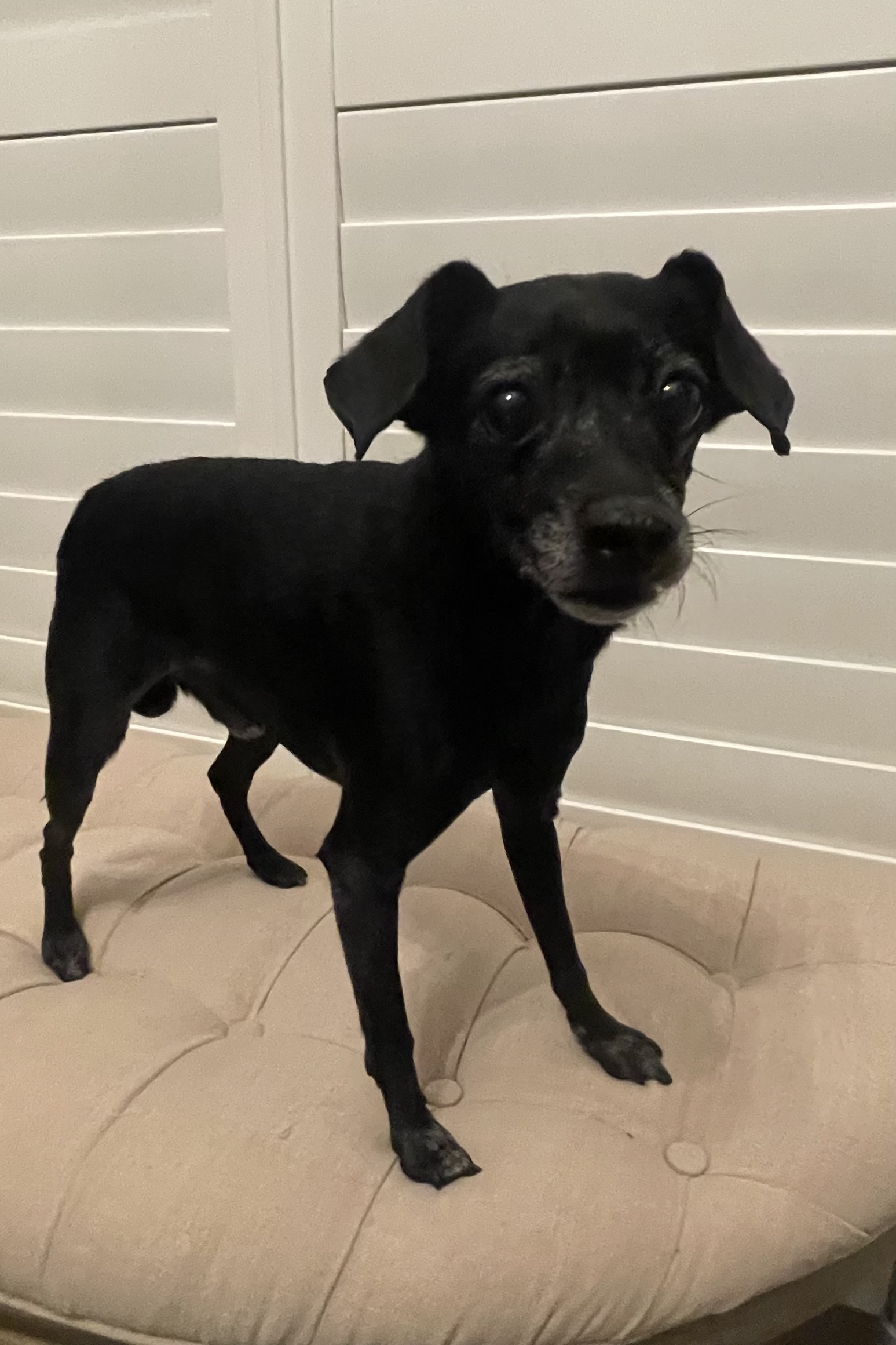 Archer, a Adoptable Chihuahua in Plant City, FL image 6/6