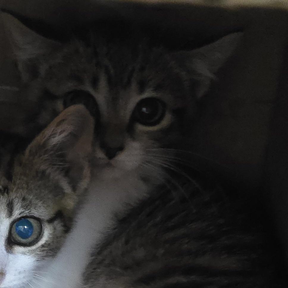 Sledge 26-0428, Adoptable, Kitten Male Domestic Short Hair.