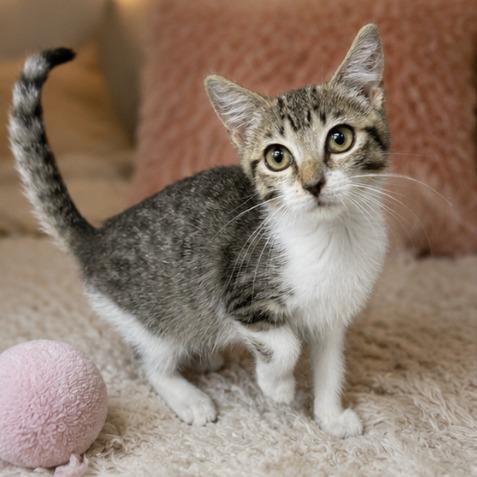 Enlarge Sledge 26-0428, a Adoptable Domestic Short Hair in Yanceyville, NC image 2/2