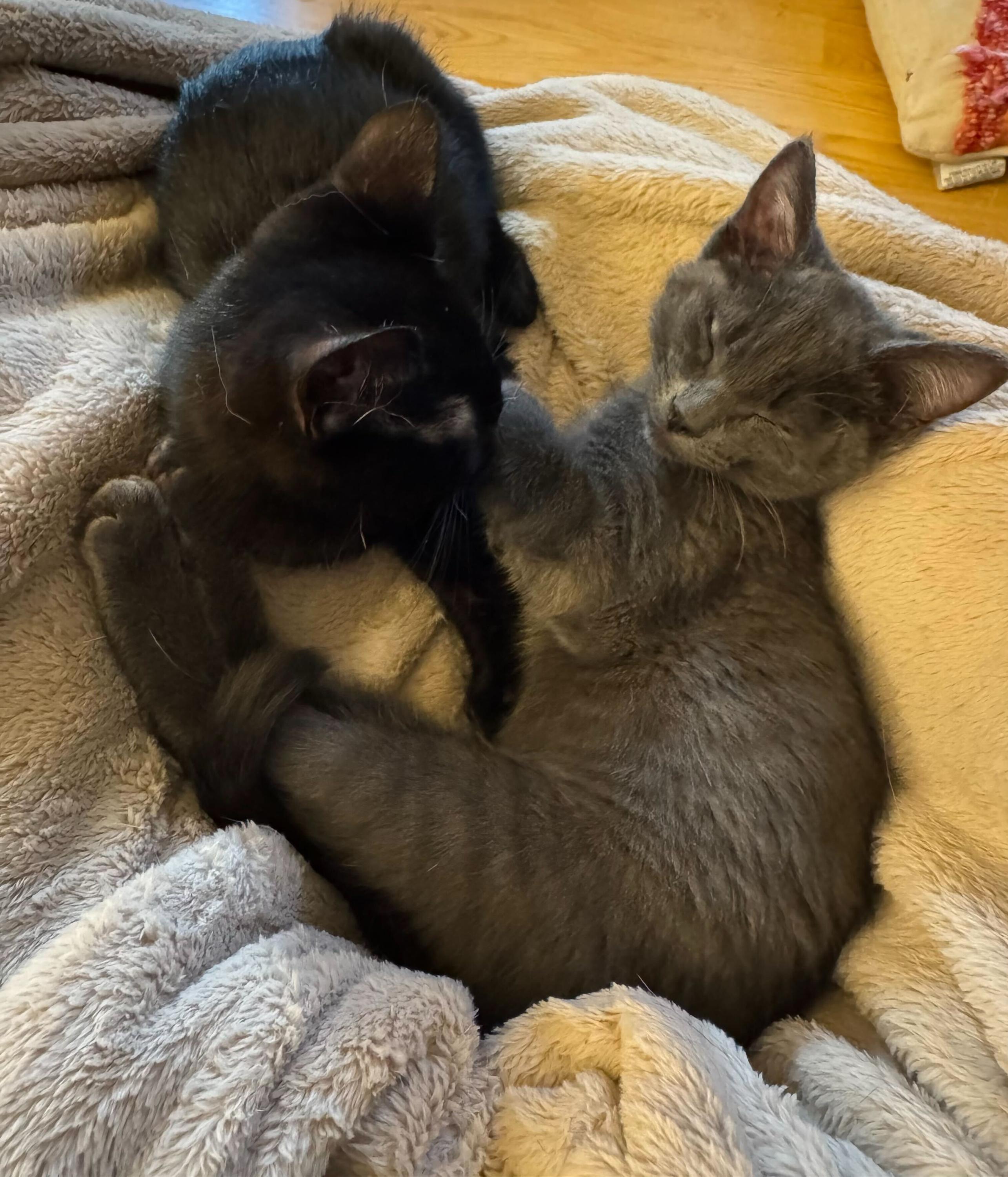 Enlarge Dos and Tres, a ADOPTABLE Domestic Short Hair in Seattle, WA image 2/5