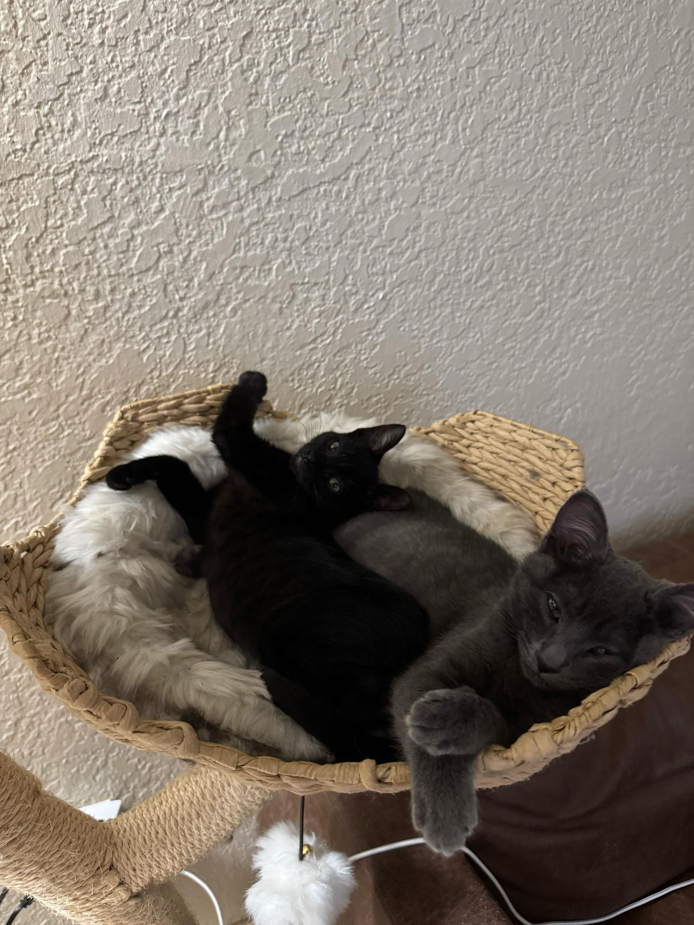 Enlarge Dos and Tres, a ADOPTABLE Domestic Short Hair in Seattle, WA image 5/5