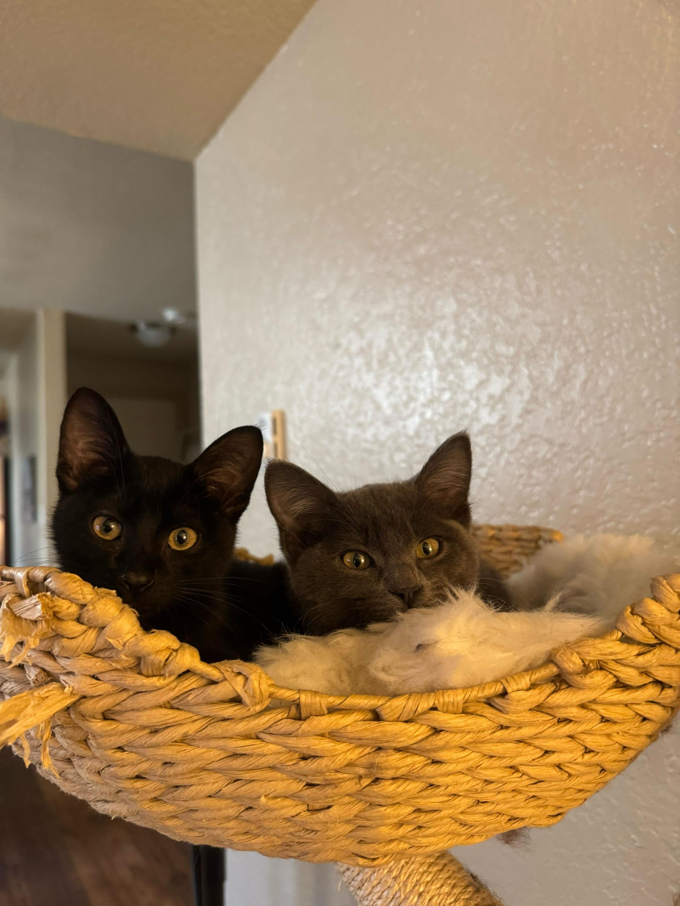 Enlarge Dos and Tres, a ADOPTABLE Domestic Short Hair in Seattle, WA image 3/5