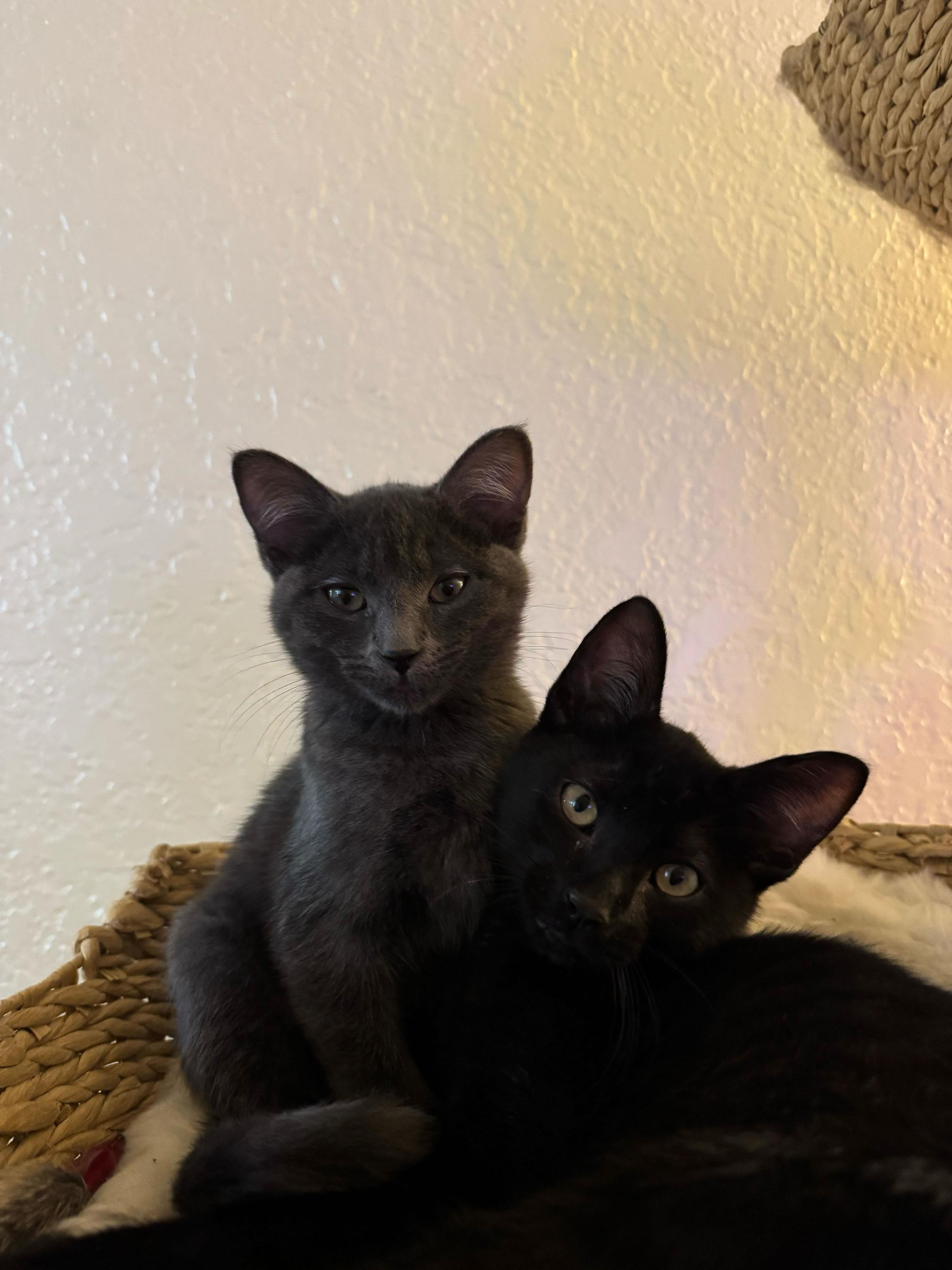 Enlarge Dos and Tres, a ADOPTABLE Domestic Short Hair in Seattle, WA image 1/5