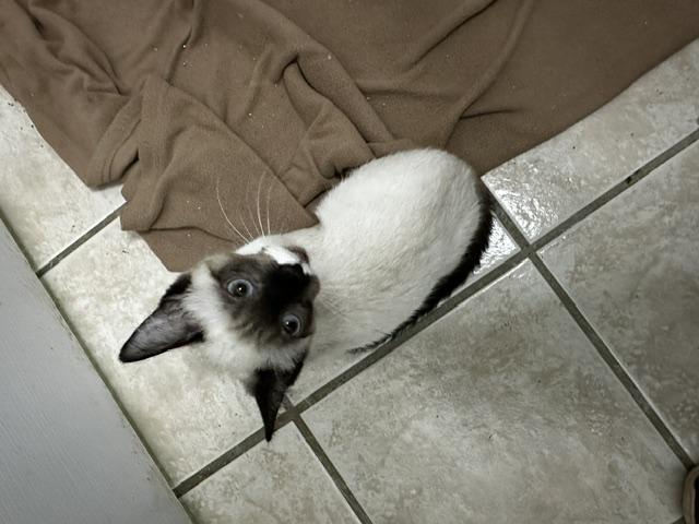 Roadie, Adoptable, Young Female Siamese & Domestic Short Hair.