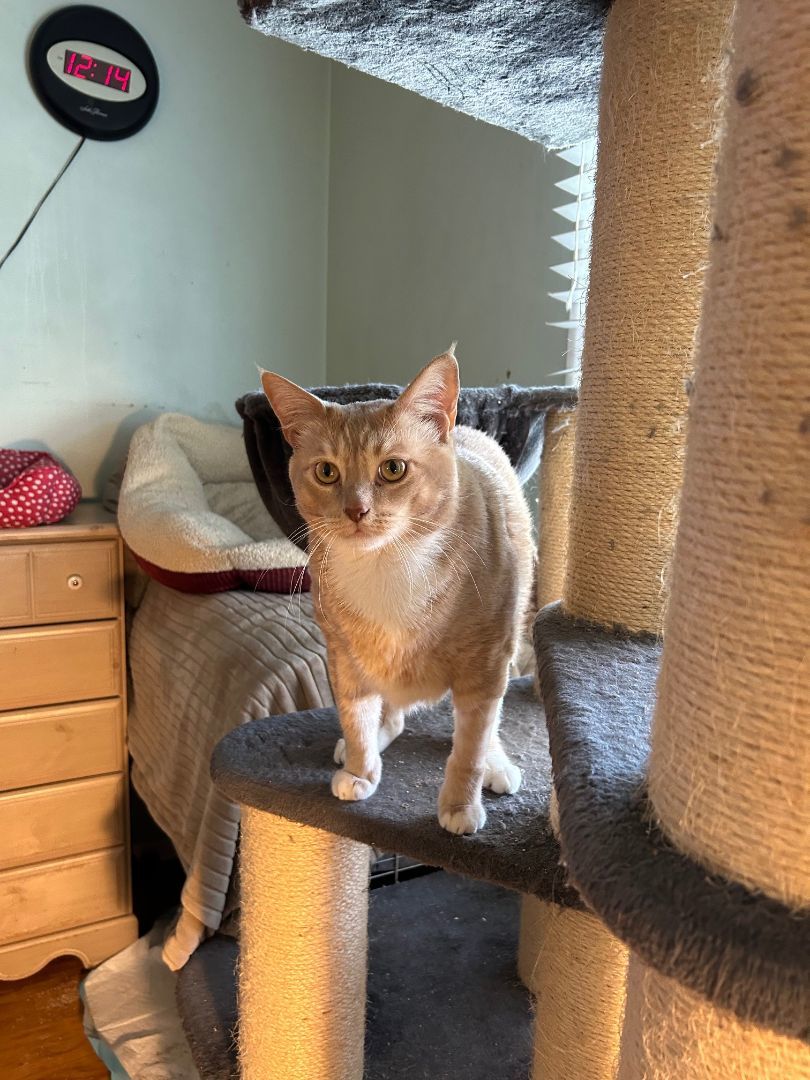 Shelly, Adoptable, Adult Male American Shorthair.