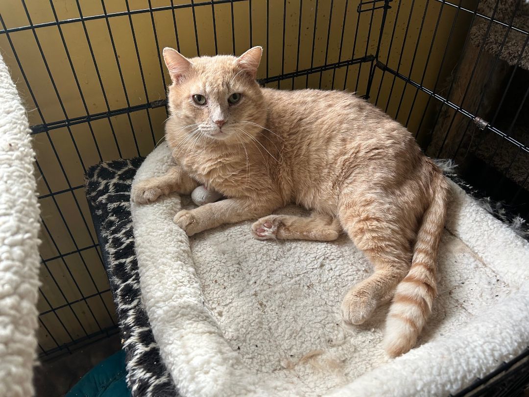 Shelly, a Adoptable American Shorthair in North Hollywood, CA image 2/3