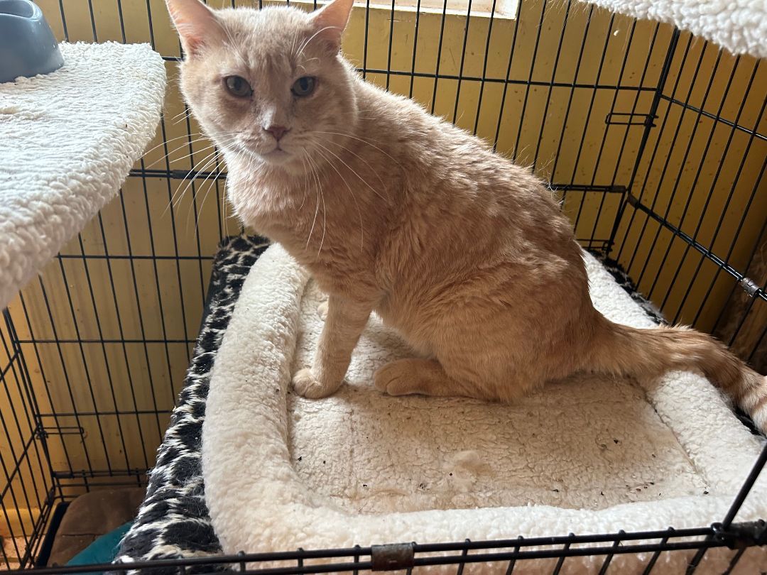 Shelly, a Adoptable American Shorthair in North Hollywood, CA image 3/3