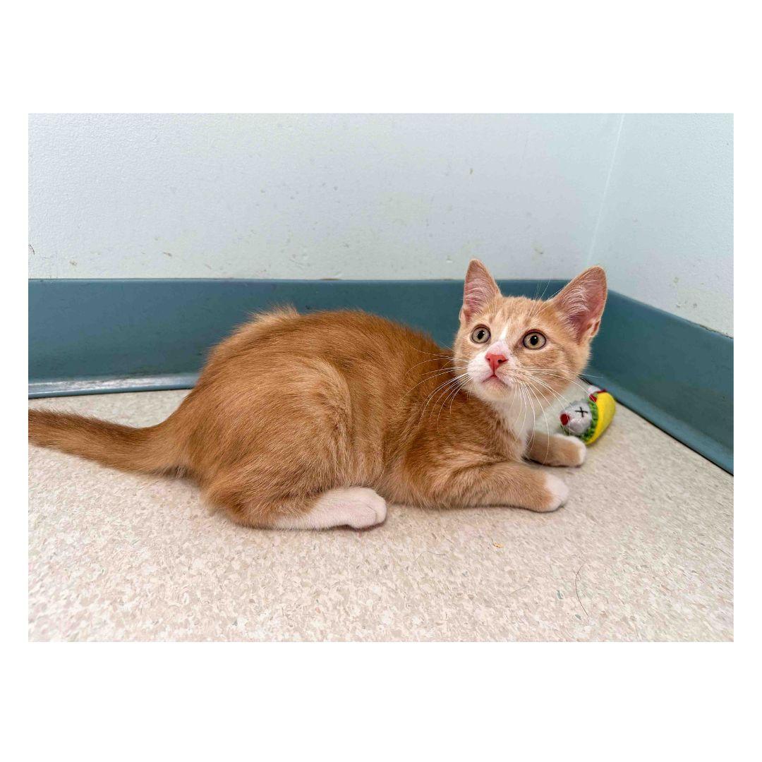 Garnet, an adopted Domestic Short Hair in Stamford, CT image 2/2