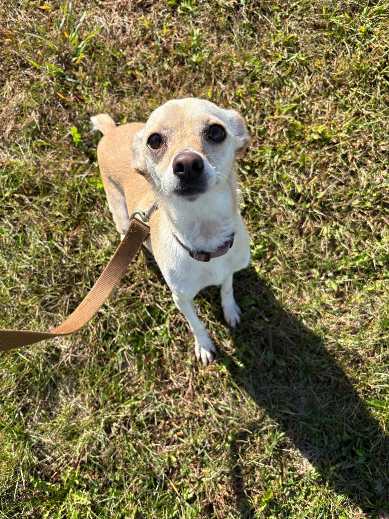 Enlarge Skittles, a Adoptable mixed breed in Waverly, NY image 1/1