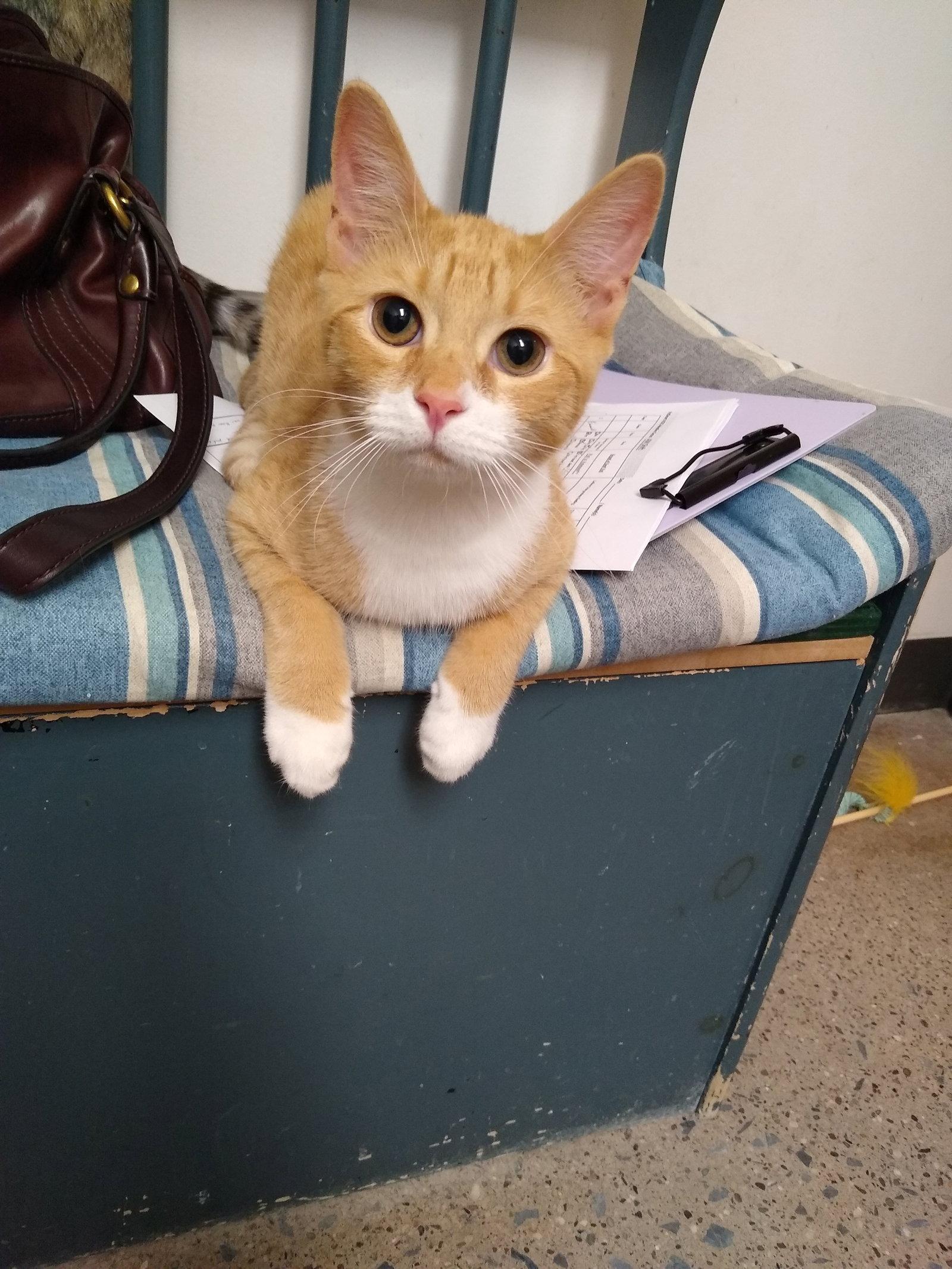 Ben, Adoptable, Young Male Domestic Short Hair.