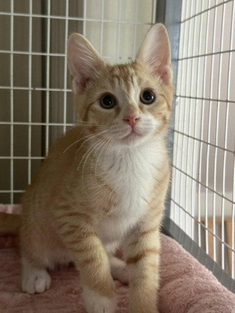 Ben, Adoptable, Young Male Domestic Short Hair.