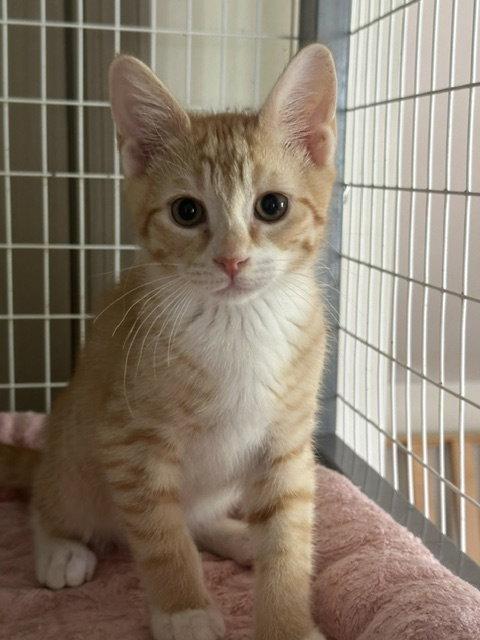 Ben, a Adoptable Domestic Short Hair in Newtown Square, PA image 2/2