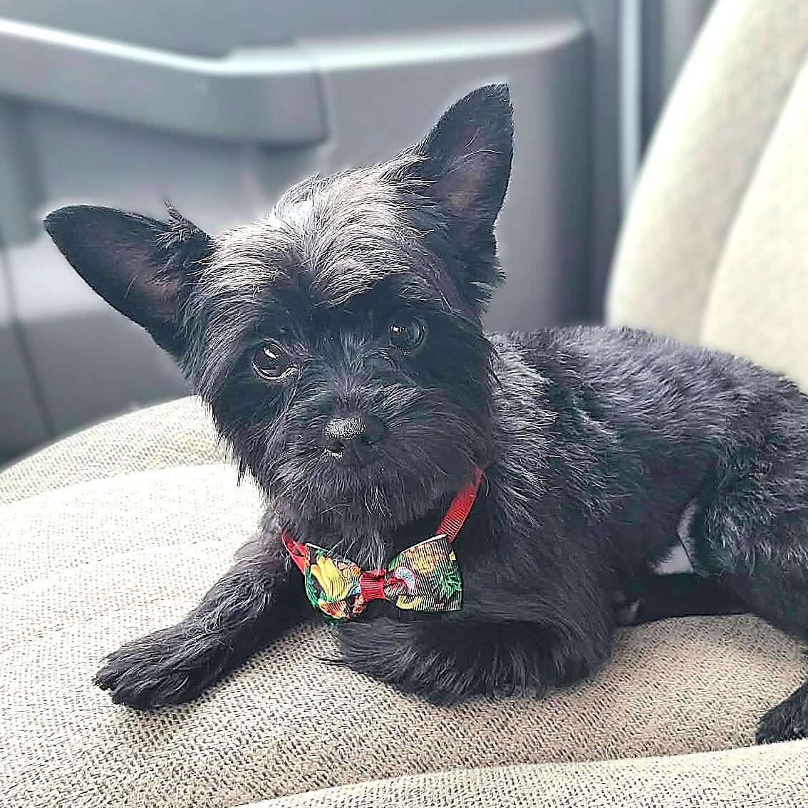 TATO, an adopted Yorkshire Terrier in Burton, MI image 5/5