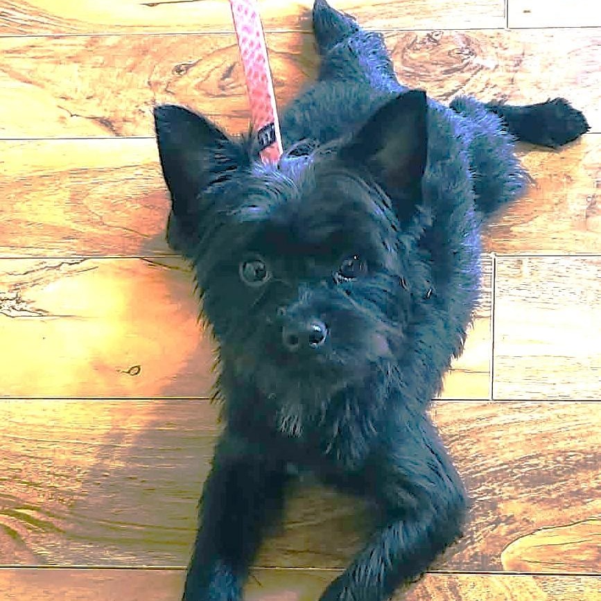 TATO, an adopted Yorkshire Terrier in Burton, MI image 1/5