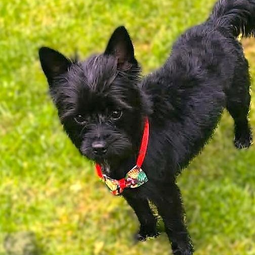TATO, an adopted Yorkshire Terrier in Burton, MI image 2/5