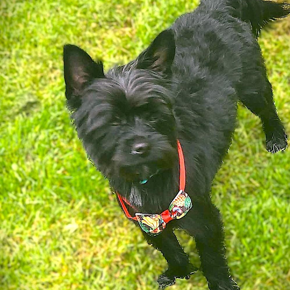 TATO, an adopted Yorkshire Terrier in Burton, MI image 3/5