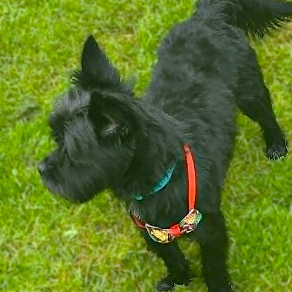 TATO, an adopted Yorkshire Terrier in Burton, MI image 4/5