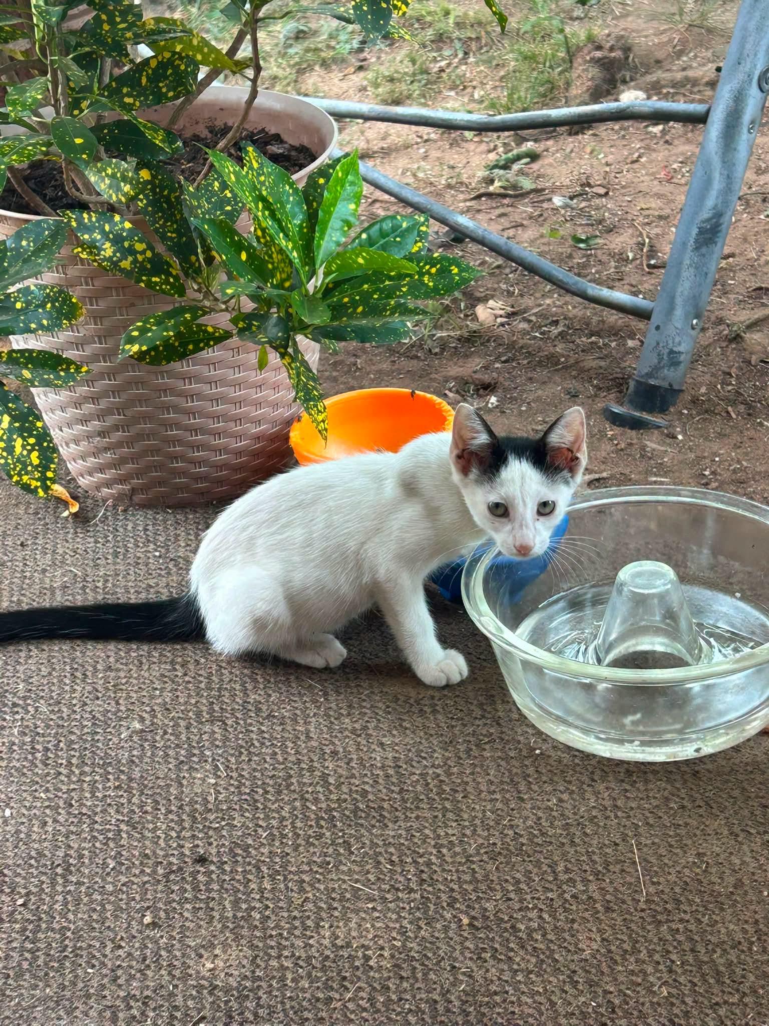 Miso, ADOPTABLE, Young Male Domestic Short Hair.