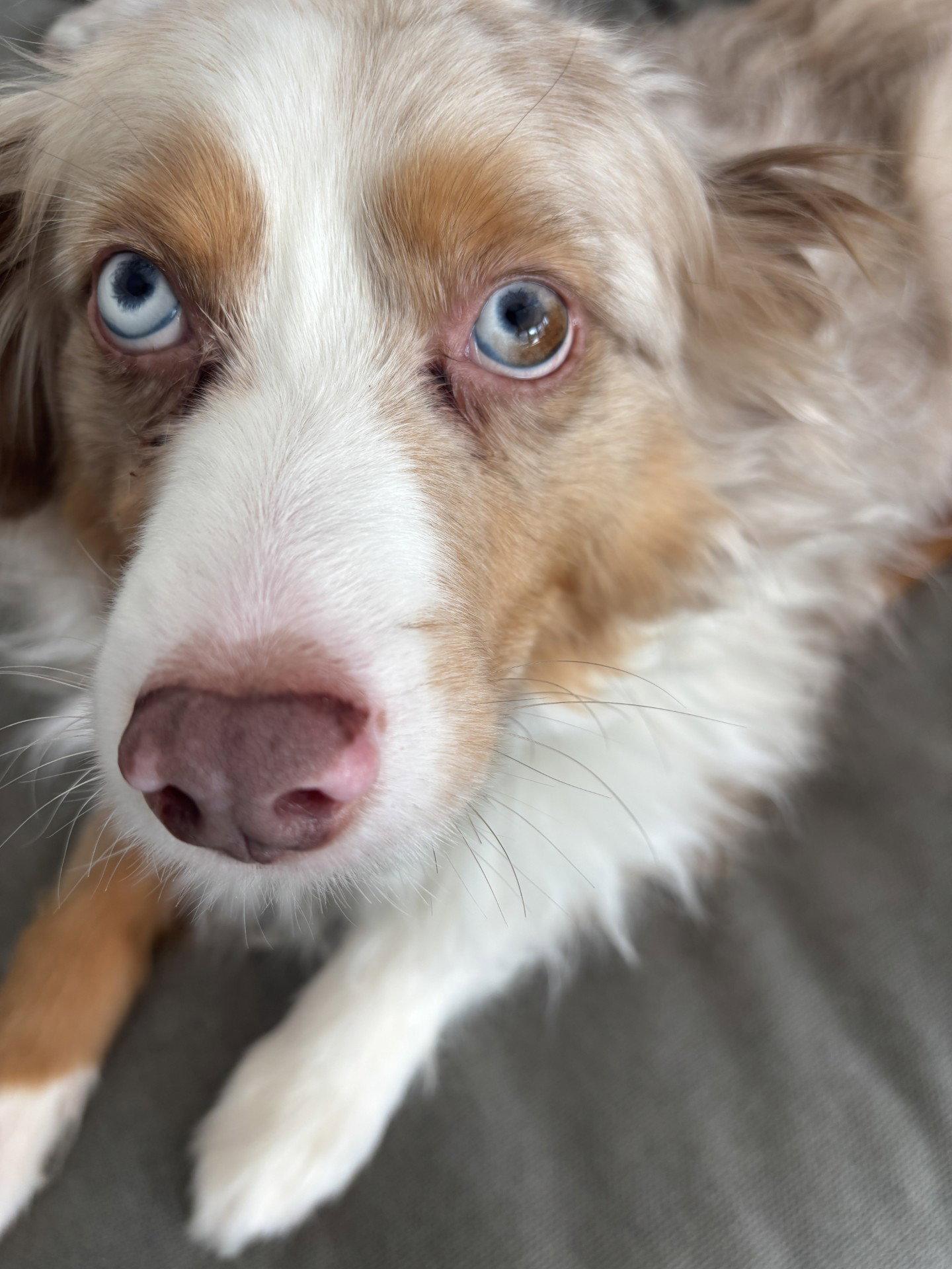 Jimmy, Adopted, Adult Male Australian Shepherd.