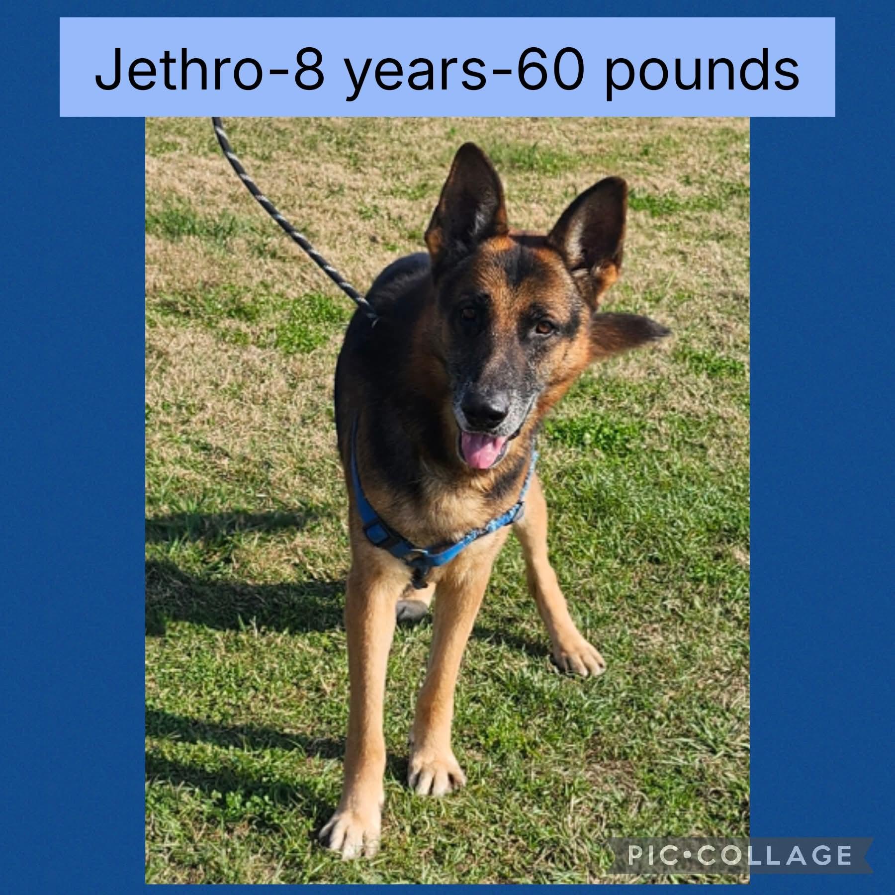 Enlarge Jethro, an adopted mixed breed in New Iberia, LA image 1/1