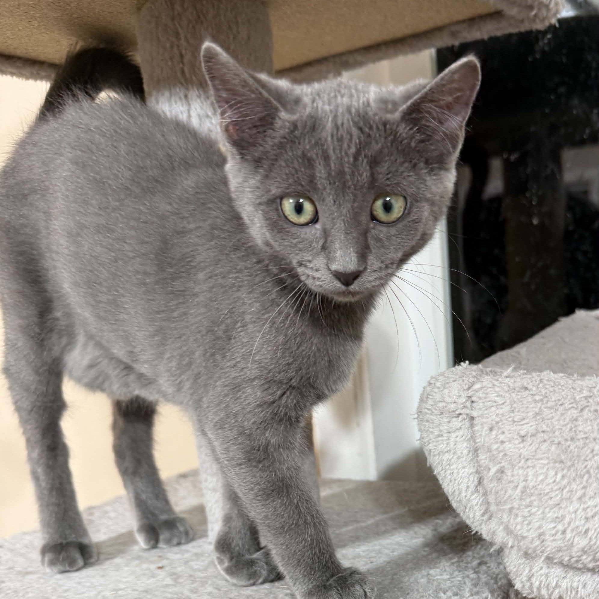 Enlarge Dolly, a Adopted mixed breed in Tehachapi, CA image 2/2