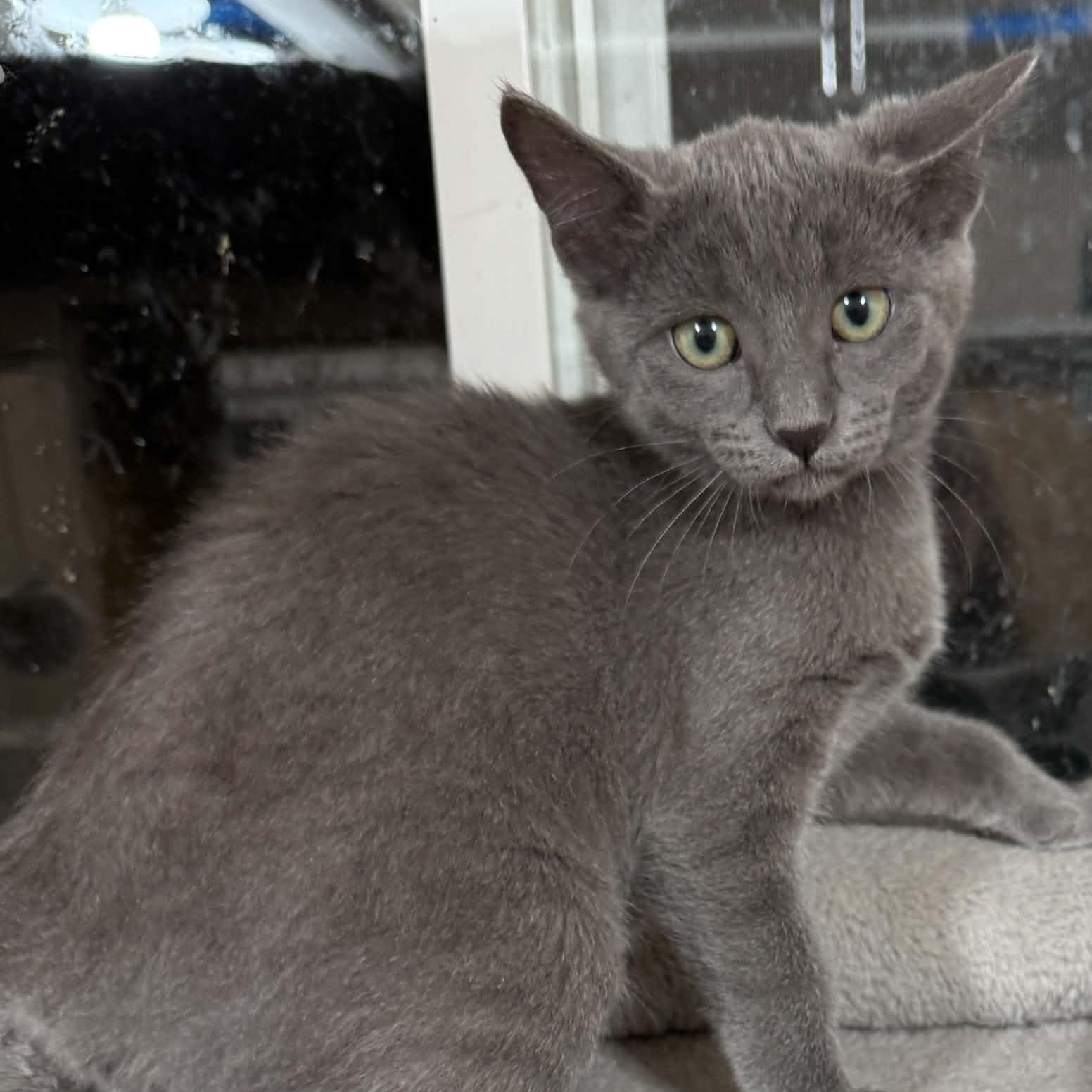 Dolly, Adopted, Young Female Russian Blue & Domestic Short Hair.
