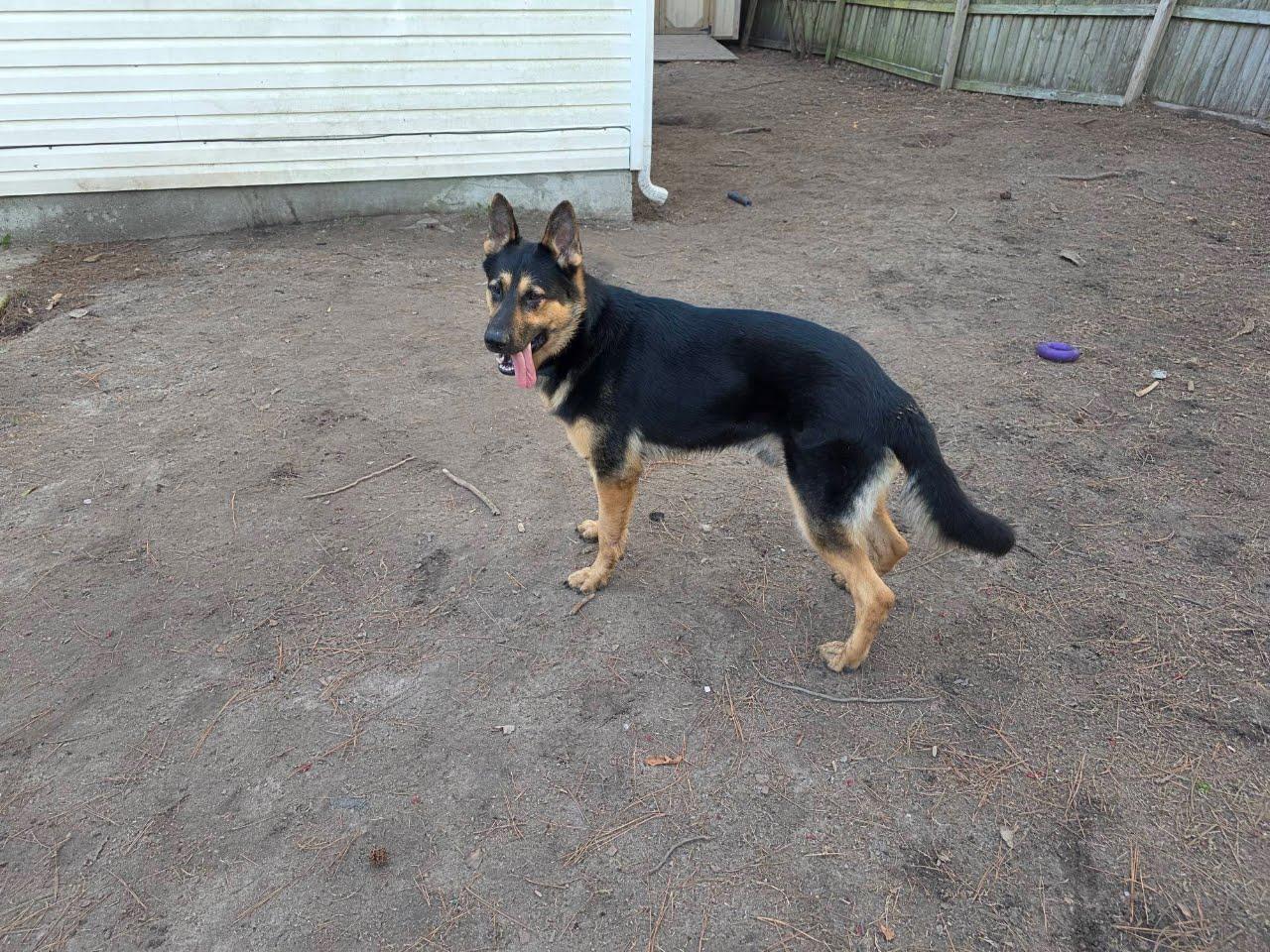 KOA, ADOPTABLE, Adult Male German Shepherd Dog.