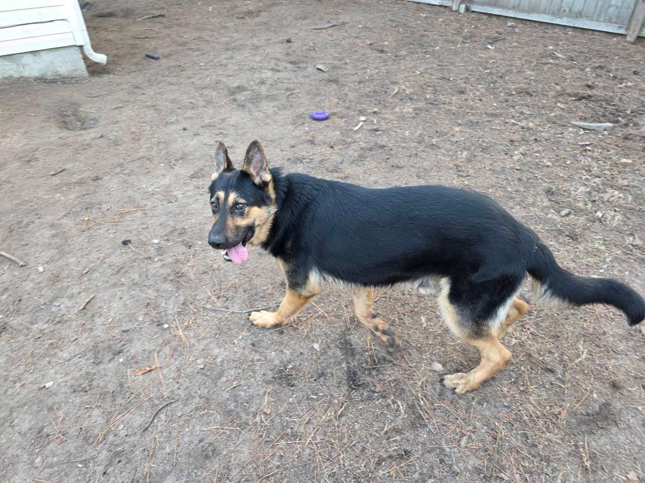 KOA, a ADOPTABLE German Shepherd Dog in Roswell, GA image 2/2