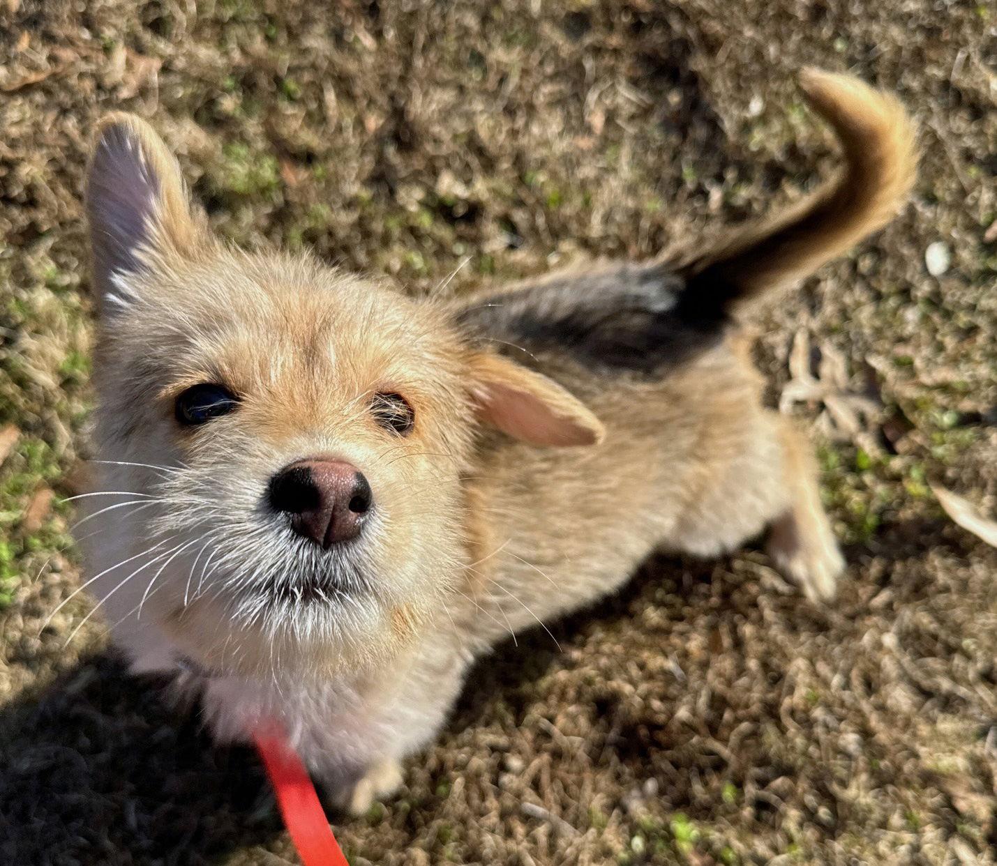 Enlarge Chi Chi Chalupa, a Adopted Terrier in Alpharetta, GA image 3/3