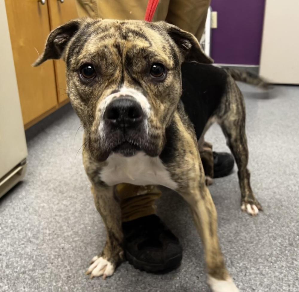 Enlarge Juniper, a Adopted mixed breed in Jamestown, CA image 1/1