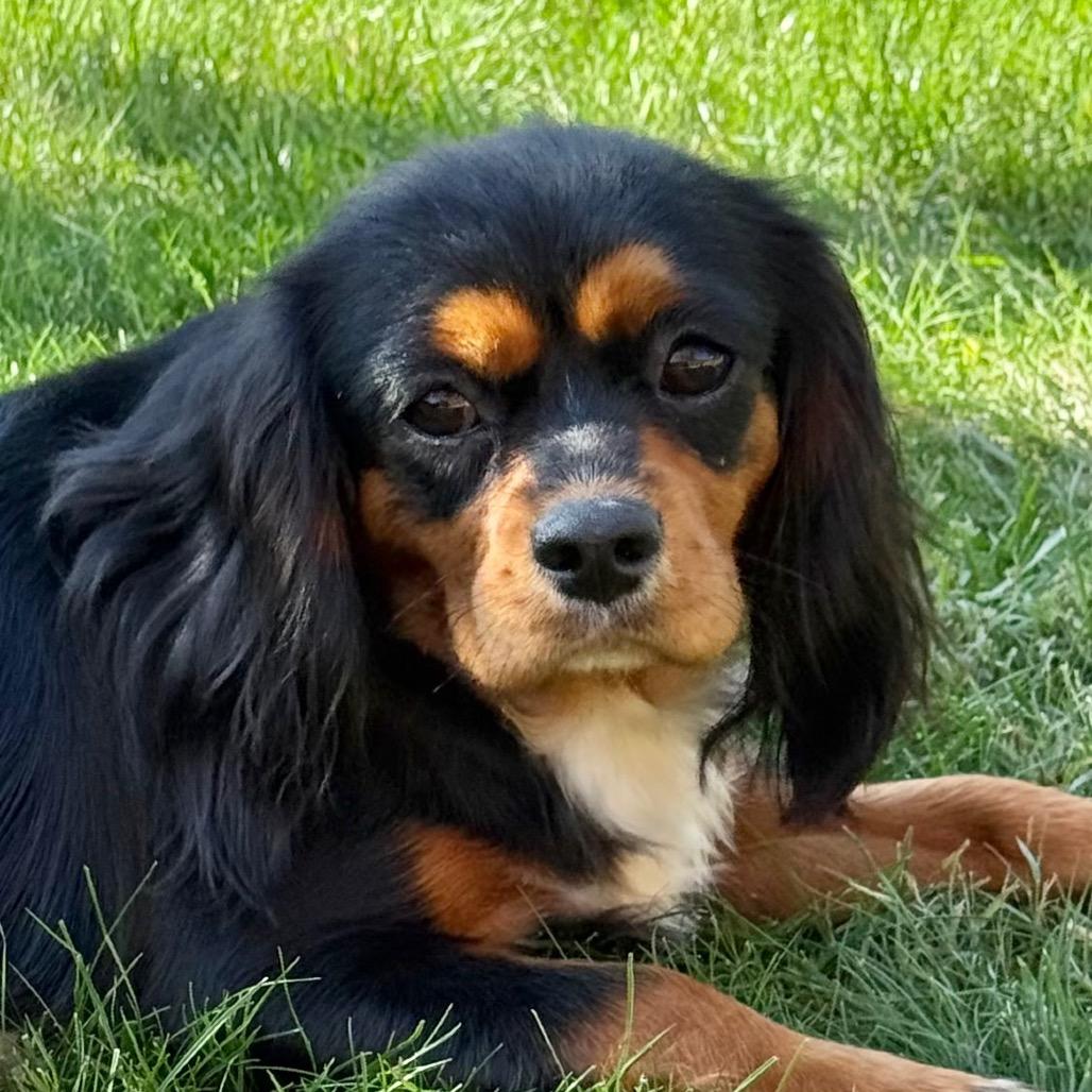 Gianna, Adoptable, Young Female Cavalier King Charles Spaniel.