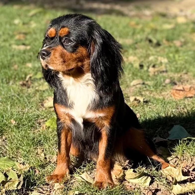 Enlarge Gianna, a Adoptable Cavalier King Charles Spaniel in Cincinnati, OH image 2/5