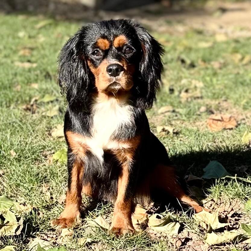 Enlarge Gianna, a Adoptable Cavalier King Charles Spaniel in Cincinnati, OH image 3/5