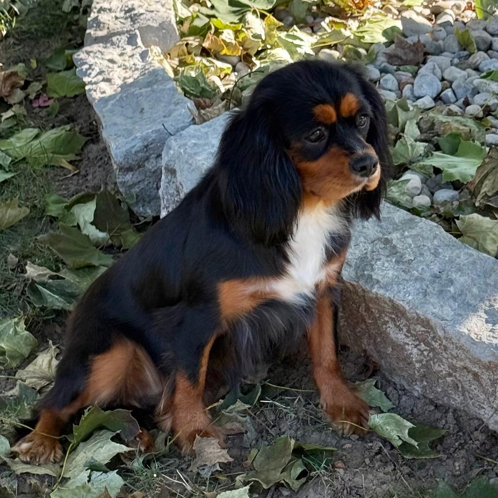Enlarge Gianna, a Adoptable Cavalier King Charles Spaniel in Cincinnati, OH image 4/5