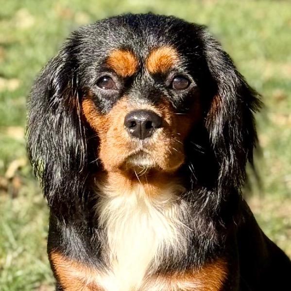 Enlarge Gianna, a Adoptable Cavalier King Charles Spaniel in Cincinnati, OH image 5/5