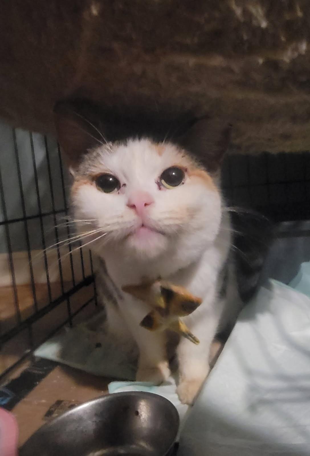 Enlarge Lucki, a Adoptable Calico in Perth Amboy , NJ image 2/2