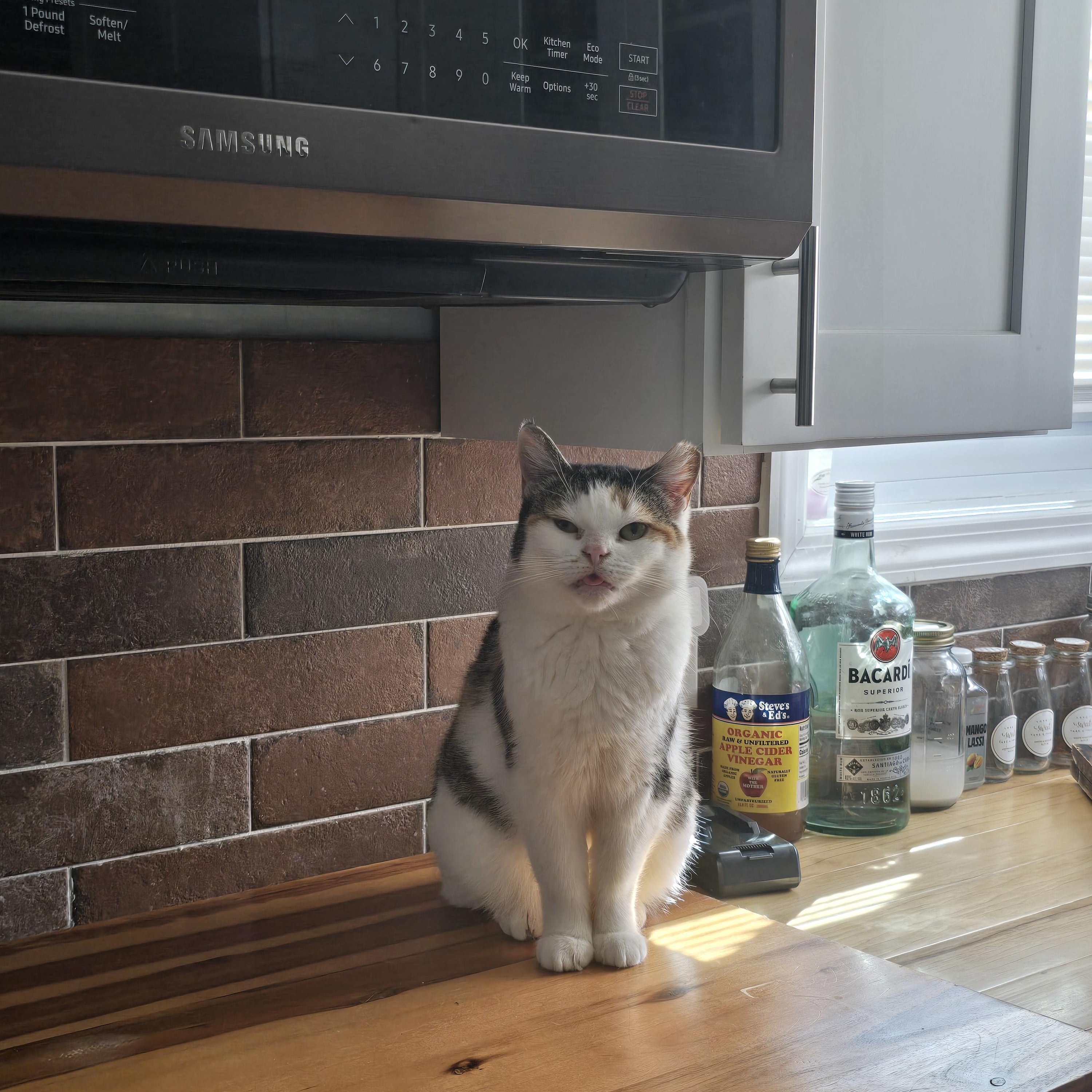 Lucki, Adoptable, Adult Female Calico.
