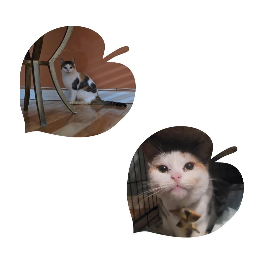 Lucki, Adult Female Calico