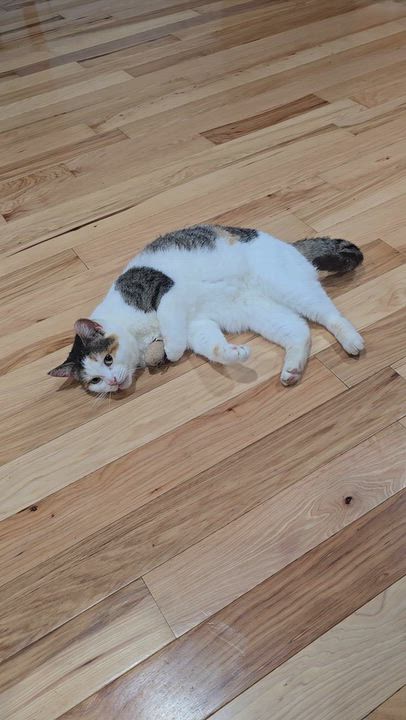 Enlarge Lucki, a Adoptable Calico in Perth Amboy , NJ video 2/4