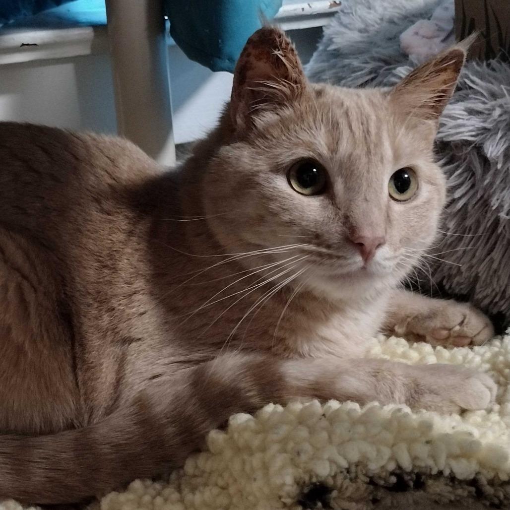 Enlarge Dusty, a Adoptable Domestic Short Hair in Portland, OR image 1/3