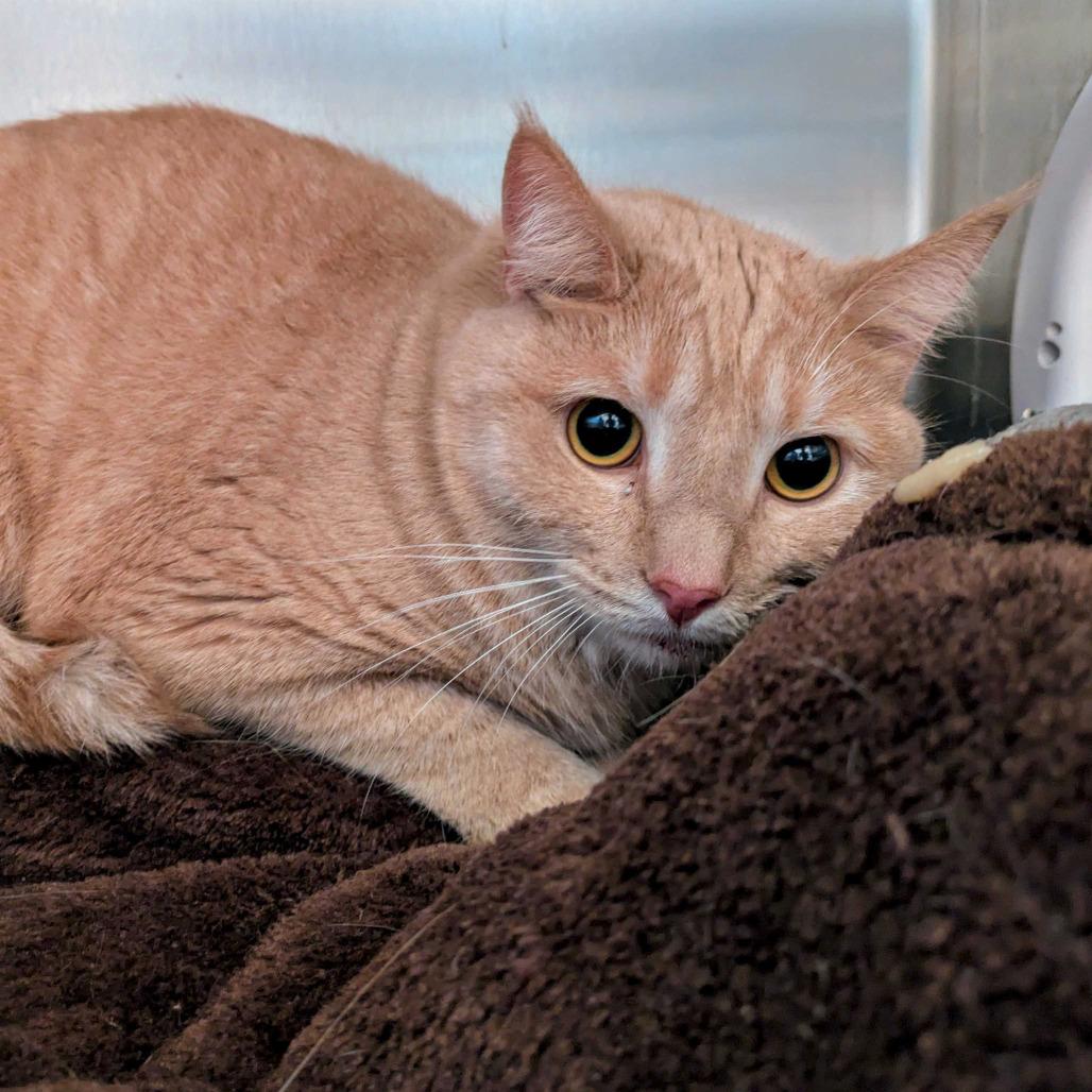 Enlarge Dusty, a Adoptable Domestic Short Hair in Portland, OR image 2/3