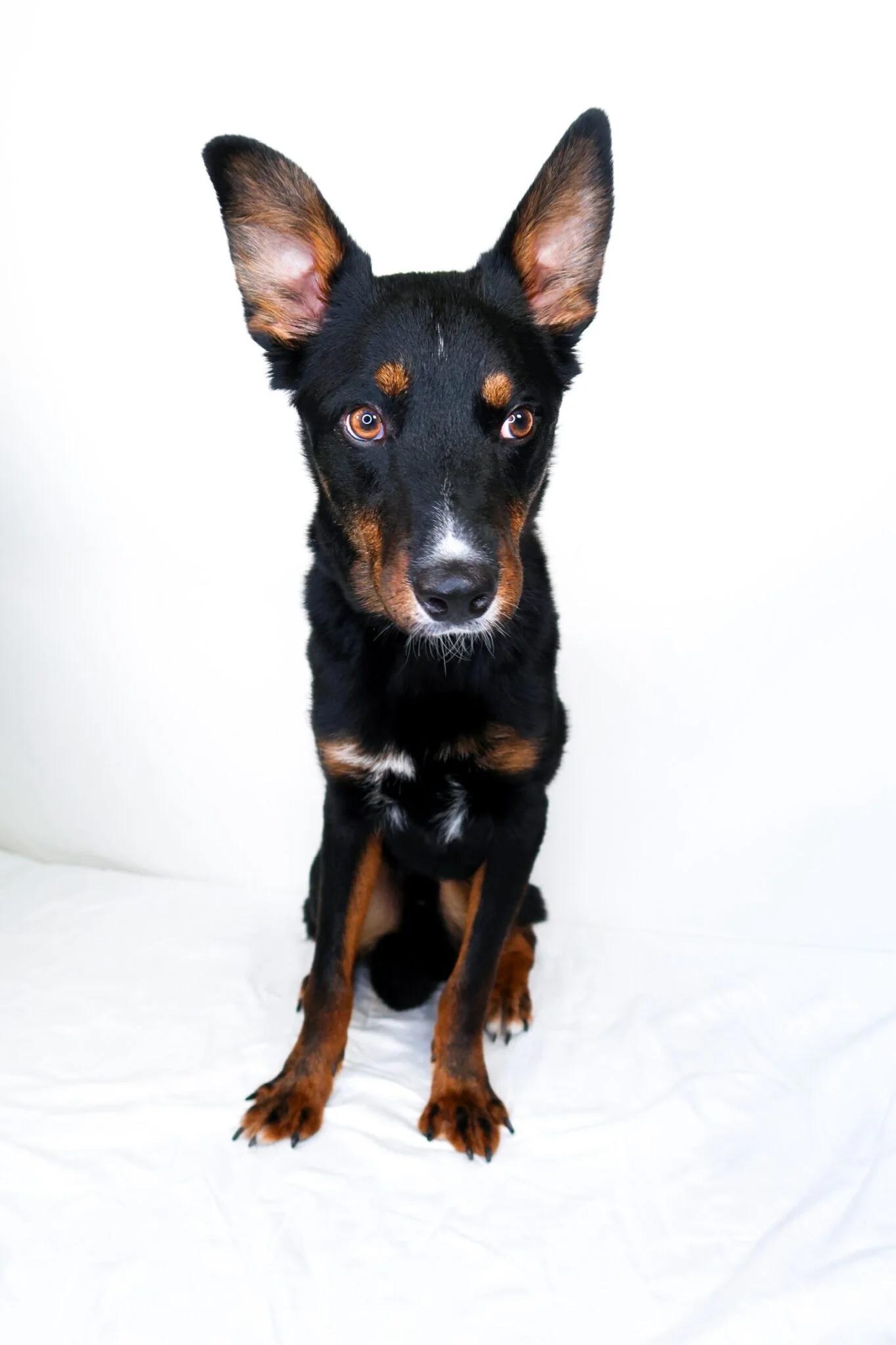 Enlarge Nash, a ADOPTABLE mixed breed in Bixby, OK image 5/6