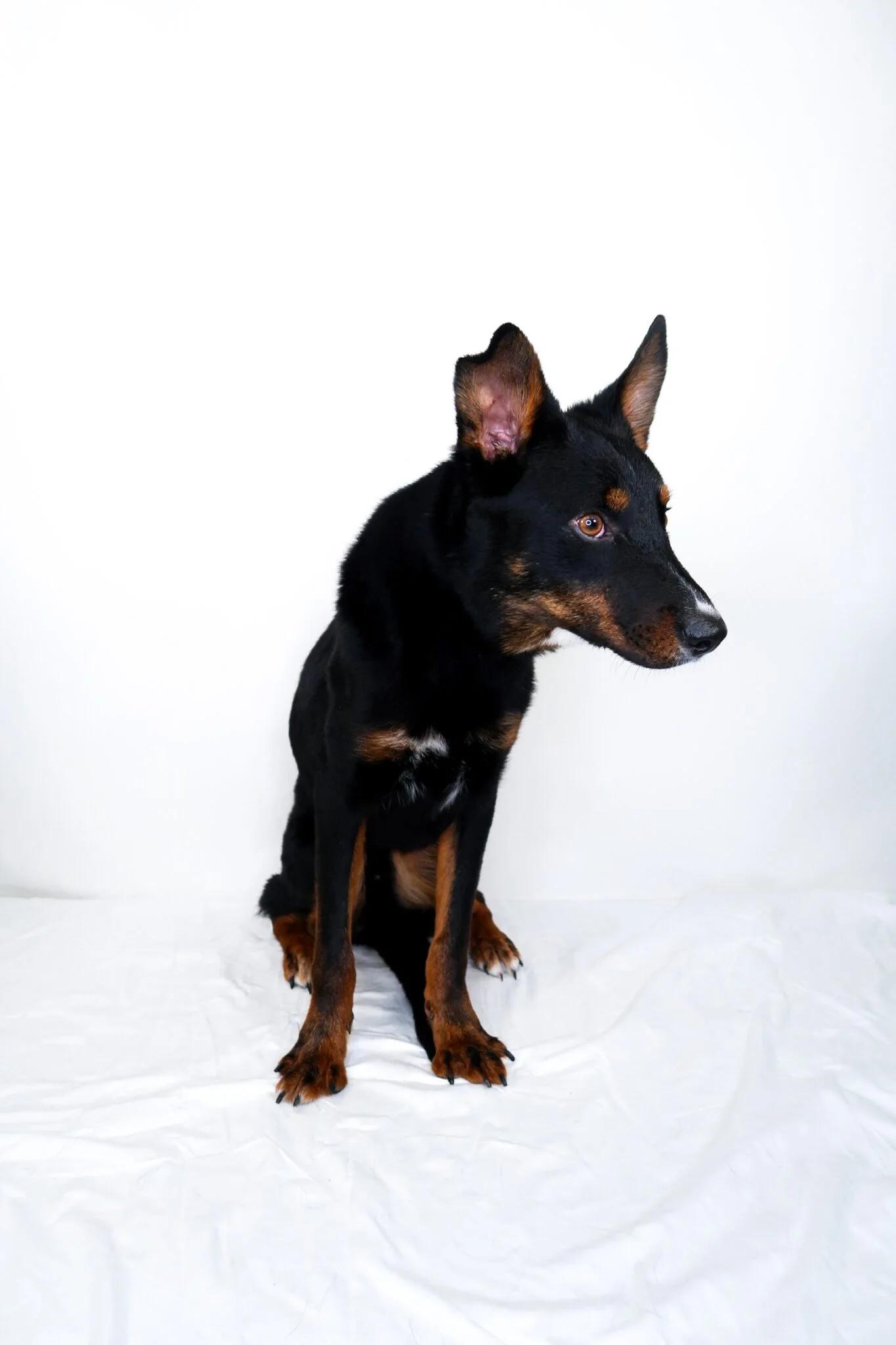 Enlarge Nash, a ADOPTABLE mixed breed in Bixby, OK image 6/6