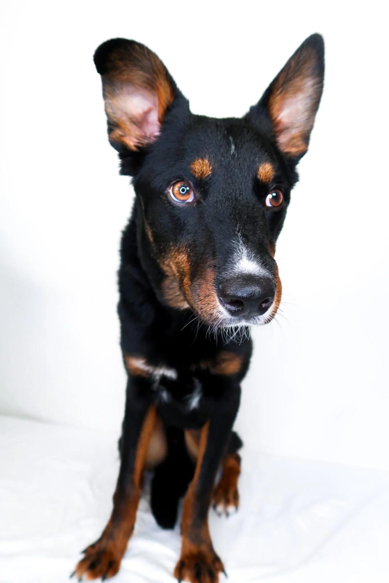 Enlarge Nash, a ADOPTABLE mixed breed in Bixby, OK image 3/6