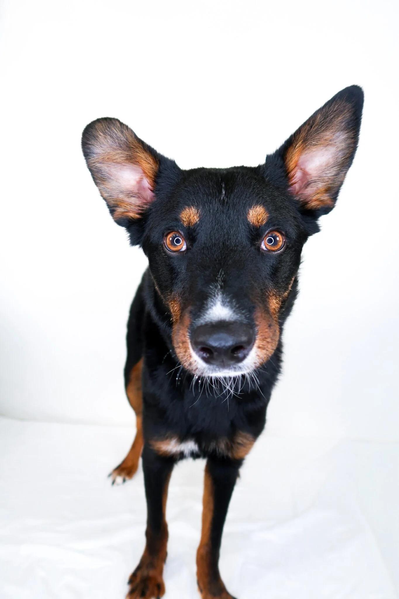 Enlarge Nash, a ADOPTABLE mixed breed in Bixby, OK image 1/6