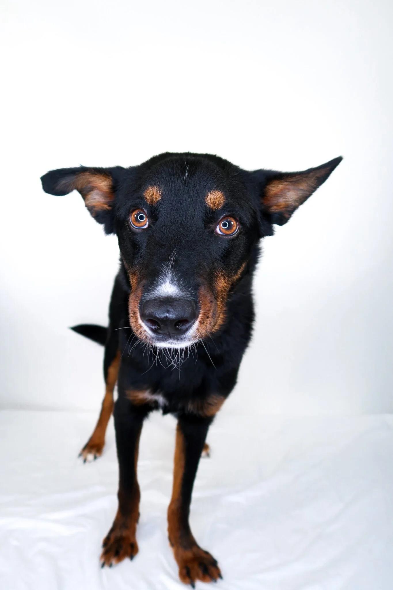 Enlarge Nash, a ADOPTABLE mixed breed in Bixby, OK image 2/6