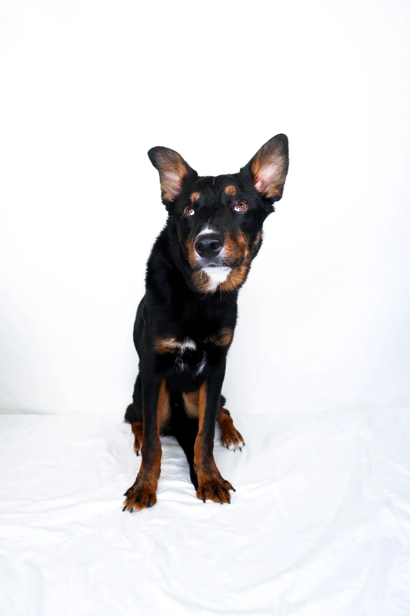 Enlarge Nash, a ADOPTABLE mixed breed in Bixby, OK image 4/6