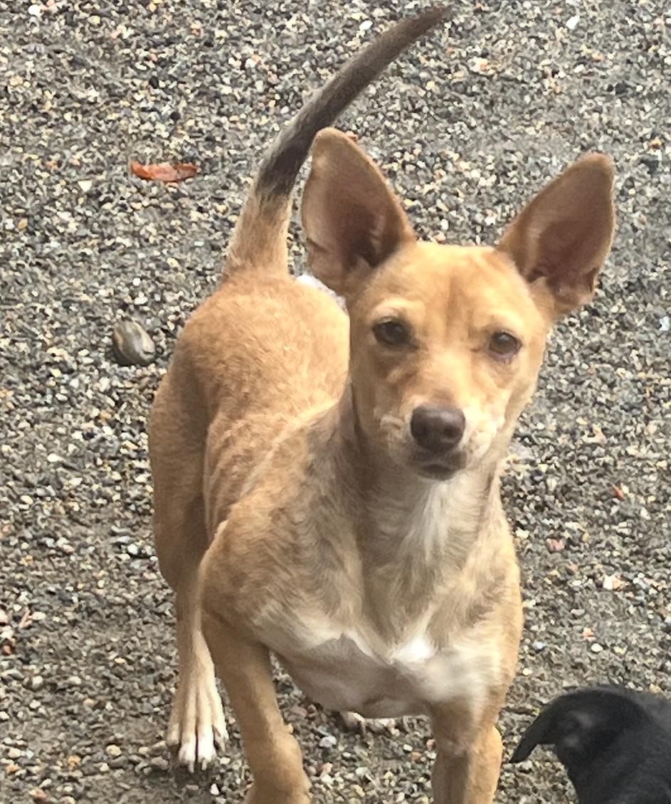 Cali , adopted, Adult Female Chihuahua.