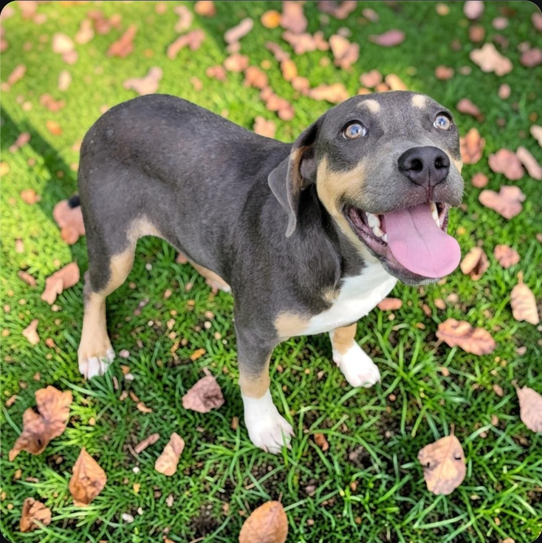 Enlarge Misty, a Adopted mixed breed in Elwood, NJ image 4/5